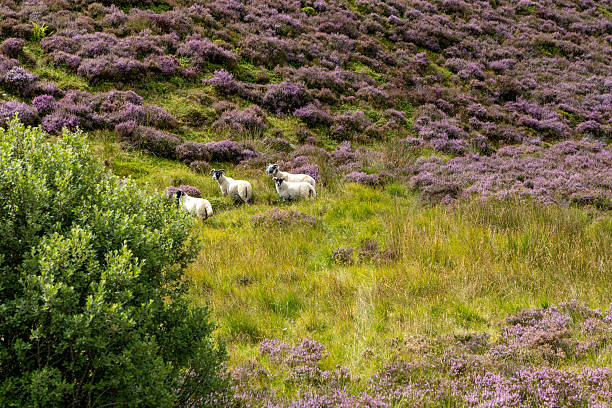 istock Scottish Highlands, Scotland, UK 2234143386