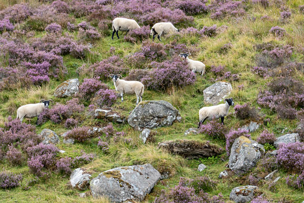 a herd of sheep with thick wooly coats and looking at camera, grazing in the hills in County Antrim, Northern Ireland, under a dark moody sky with low winter sunlight