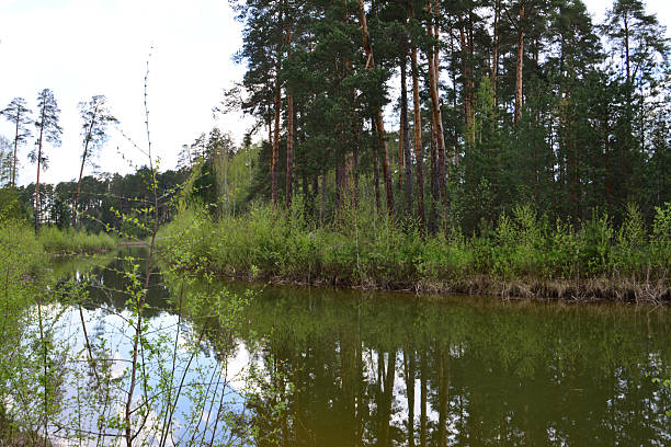 Trees reflection in the lake, yellow, blue and green colors, autumn concept