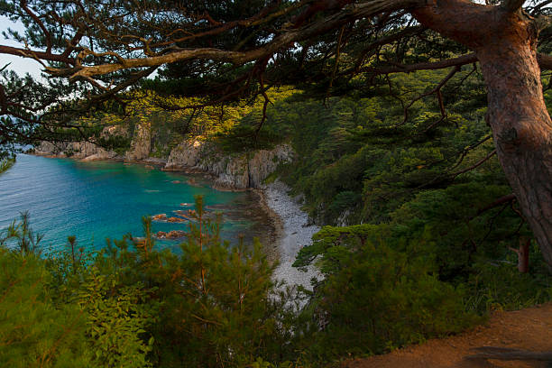 istock Japanese Pine Grove on the Gamov peninsula 2234144097