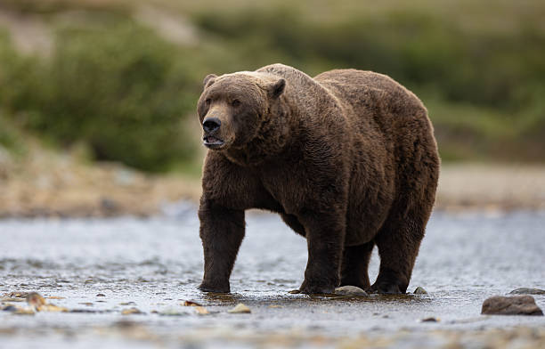 istock Brown Bear in Alaska 2234144180