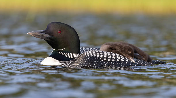 istock Common Loon in Maine 2234144240