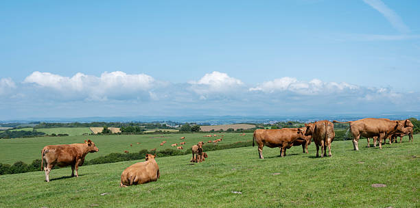 istock brown cows and calves in south cornwall meadow under blue summer sky 2234144370