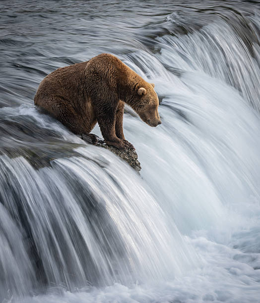 istock Brown Bear in Alaska 2234145066