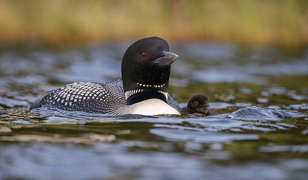 istock Common Loon in Maine 2234145069