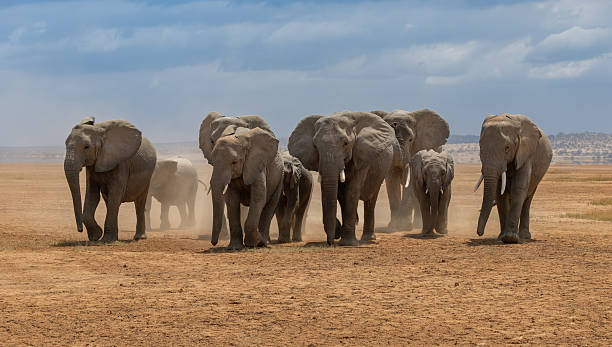 istock An Elephant in Africa 2234145383