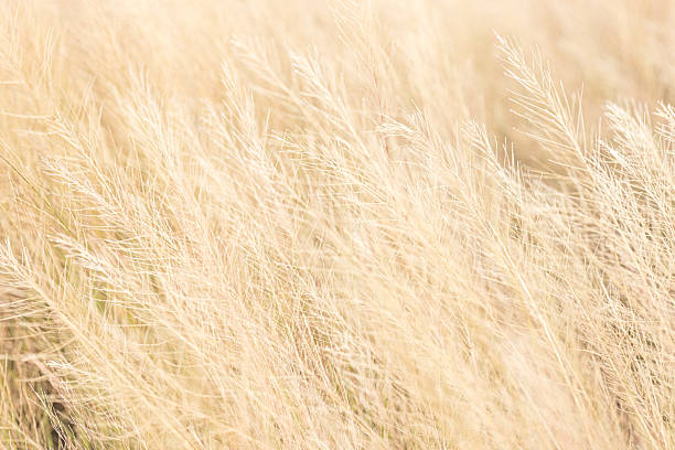 istock Macro blurred brown dry grass background,Blurred brown dry grass background texture,Autumn beige brown wild grass, natural texture pattern, bright with outline, organic design background, soft focus. 2234146554