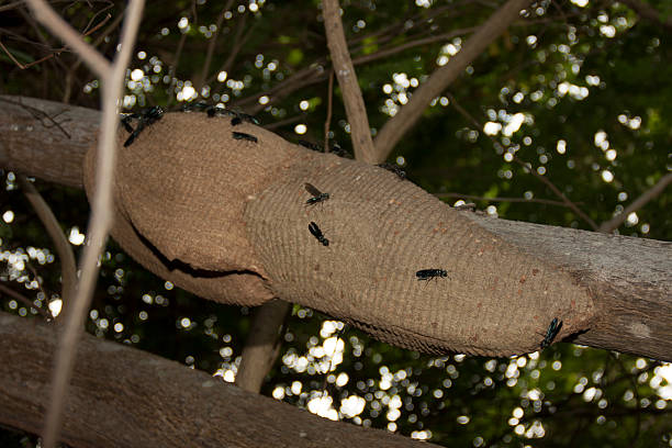 Beehive