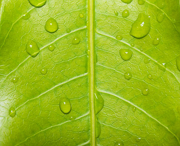 Macro mango leaves and raindrops,water droplet on green mango leaf