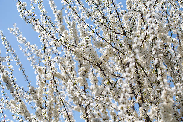 istock Blooming tree branches against clear blue sky. Spring, nature, freshness and calmness. 2234147598