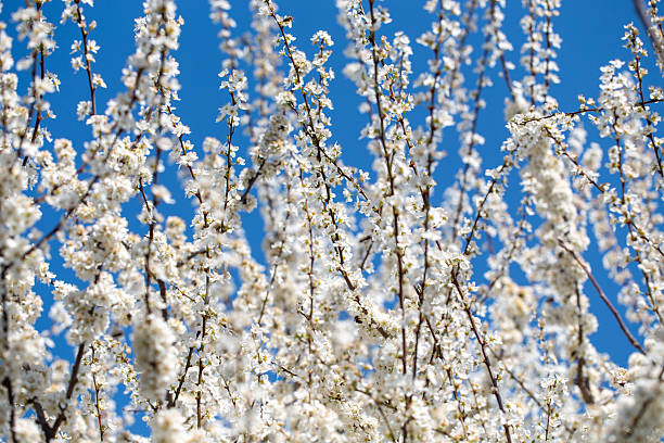 istock Cherry tree branches reaching toward a pastel blue sky, expressing calm and elegance. 2234147611