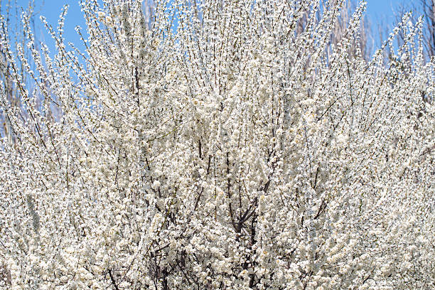 Floral branches stretching across the clear spring sky, inviting a peaceful mood