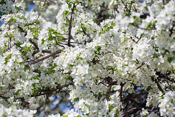 istock Natural spring background with apple blossoms and deep blue sky, floral landscape image. 2234147638