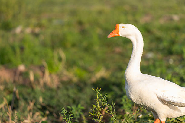 white domestic goose on green field at golden hour with left copy space