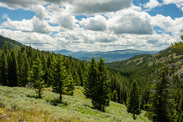 istock Thick Clouds Pass Over Pine Forest Hillside In Yellowstone 2234151732