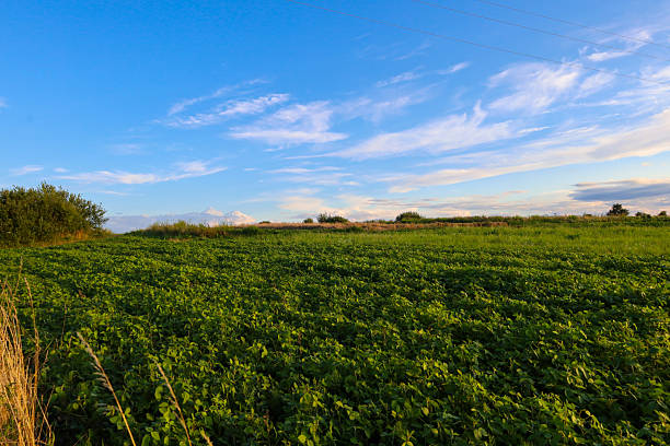 A wide view of a lush green field, stretching under a bright blue sky with light white clouds. The evening sun illuminates the plants, highlighting their fresh tones and creating an atmosphere of peace and summer serenity.