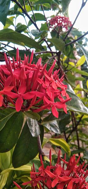 istock Close-up of the red Ixora coccinea. 2234153764
