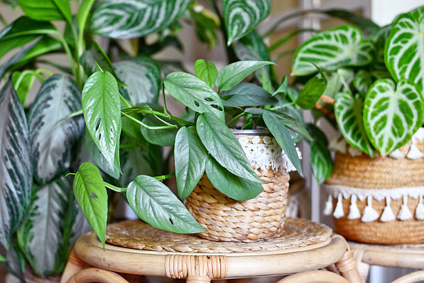 istock Tropical 'Epipremnum Pinnatum Cebu Blue' houseplant 2234154562