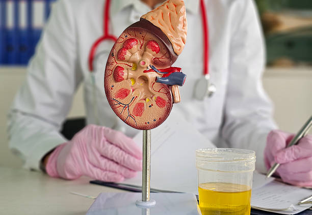 istock Medical professional examines kidney model while reviewing urine sample 2234155560