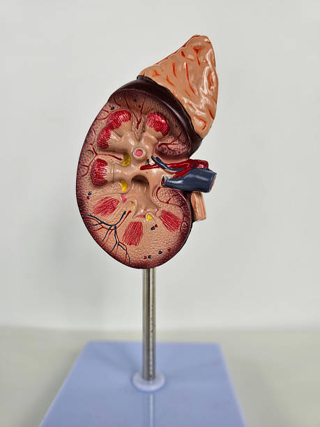 istock Detailed kidney model displaying anatomical structures and blood vessels 2234155593
