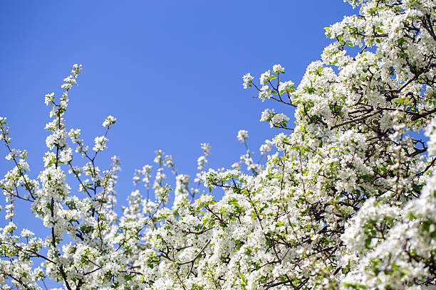 White apple tree flowers in sunlight on bright blue sky, perfect for springtime themes.