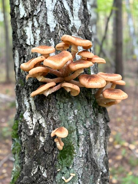 istock Autumn honey mushrooms on a tree in an autumn forest 2234156064