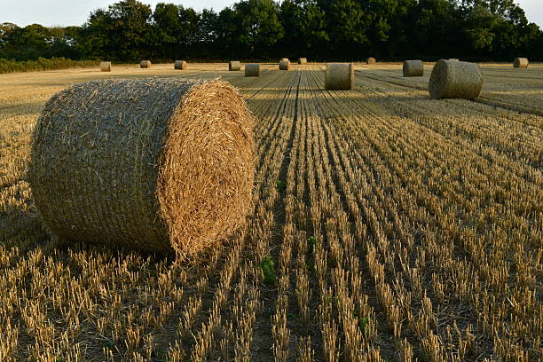 Rural scenery with harvester harvesting grain field on a sunny summer day. Photo taken July 12th, 2025, Zurich Oberglatt, Switzerland.