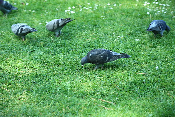 Urban pigeons Columba livia feeding behavior observation grass. Closeup image of several urban pigeons searching for food on a green grassy field during daylight The pigeons demonstrate typical feeding behavior in an open public park setting surrounded by natural elements including wildflowers and clover leaves Their plumage varies from grey to dark shades highlighting the biological diversity within the same species The light and shadow play enhances the texture and detail of feathers and grass blades