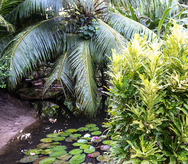 istock Blooming white and pink water lilies in a tropical pond 2234159380