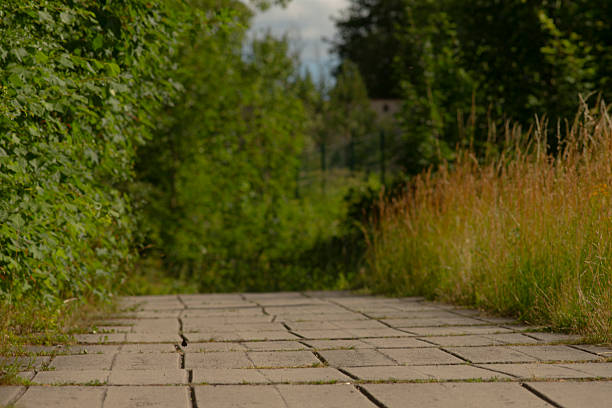 Gravel path leading up a grassy hill in a peaceful forest setting