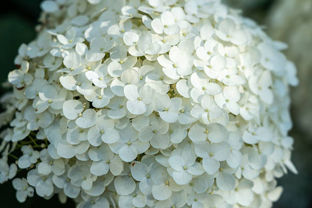 istock Hydrangea Flowers, Blooming White Hortensia, Hydrangea Paniculata Flower Closeup, Large Inflorescences 2234161284