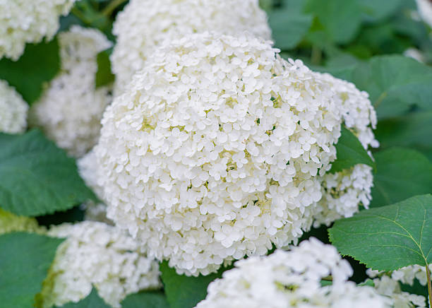 istock Hydrangea Flowers, Blooming White Hortensia, Hydrangea Paniculata Flower Closeup, Large Inflorescences 2234161617