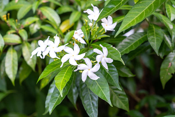istock Tabernaemontana divaricata, commonly called pinwheel flower, crape jasmine 2234162073