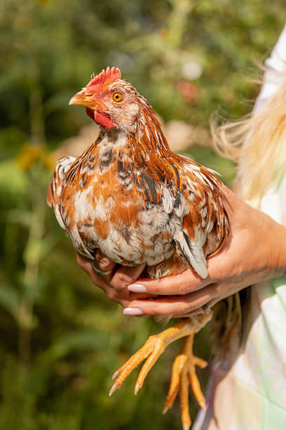 istock A woman's hands are holding a chicken. Fowl. Growing chickens. 2234162432