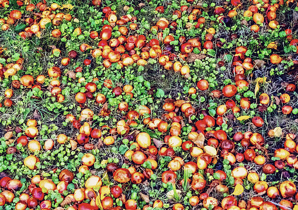 one ripe red apple with a leaf on green grass in the garden
