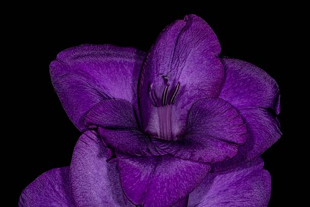 Close up of purple allium flowers