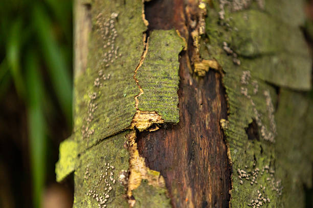 istock Close-up tree bark with lush green moss. 2234167271