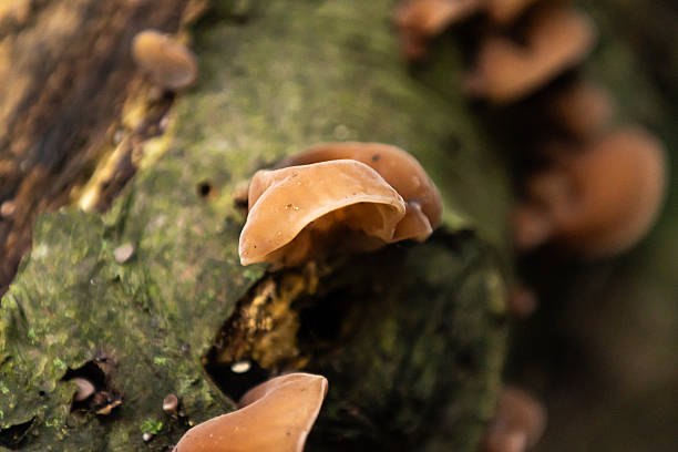 jangkos mushrooms