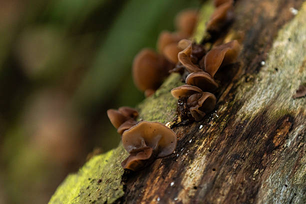 istock Wild mushrooms on tree trunk in forest. 2234168025
