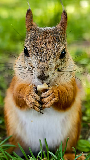 istock Red squirrel enjoying a nut in a sunny forest 2234168226