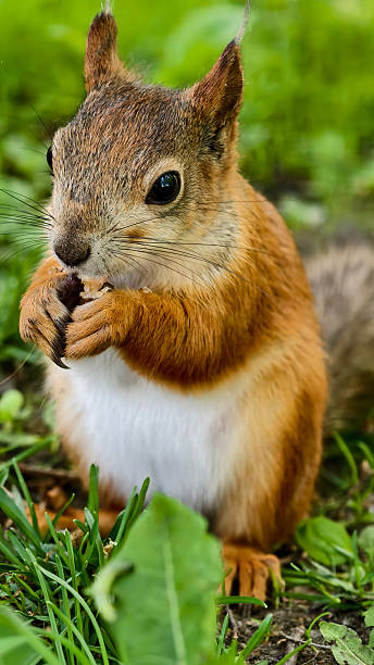 istock Red squirrel enjoying a nut in a sunny forest 2234168274