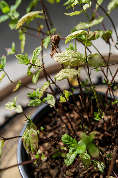 istock Close up on a small pot with a dying Basil plant in day light. 2234170359