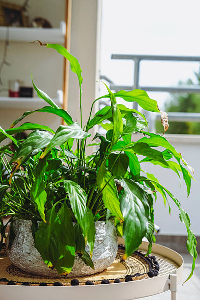 Green plant on a sunlight.
