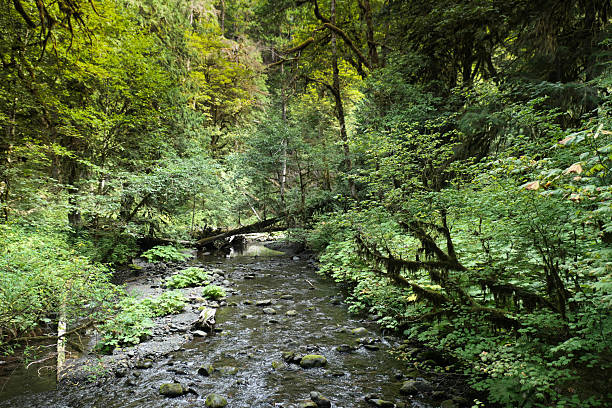 Barnes Creek in the Olympic National Park, WA state, with lush green foliage.