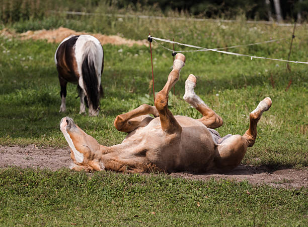 istock Foal with legs in the air 2234173013