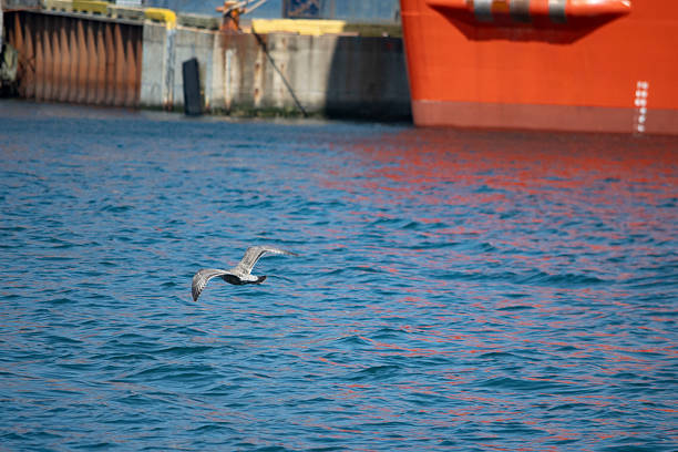 A grey bird is flying over the waters of the Atlantic, in the harbour of St John's, Newfoundland, Canada. In the background, we see a metal dock, and possibly the bottom of an unidentified ship.