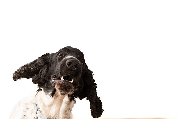 Photograph of a dog with ears extended to the sides, showing a funny expression in front of the camera in a studio with a white background. It is a Cocker Spaniel dog. It appears in one of the corners of the image, ready for Copy Space.