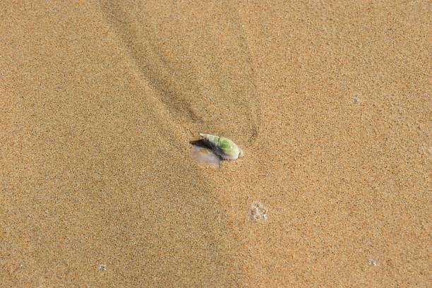 Hand holding shell