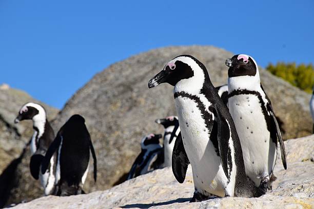 istock Landscape 16:9 African Penguins Standing on Rocks 2234174471