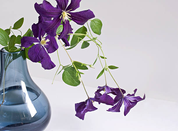 Branch of purple Clematis, \